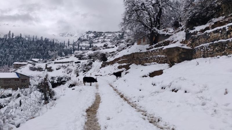 हुम्लाको सिमीकोटमा हिमपात 